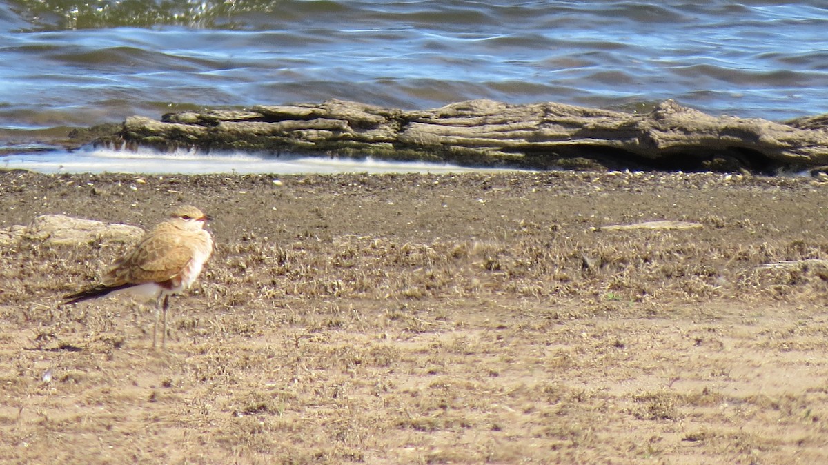 Australian Pratincole - ML174309771