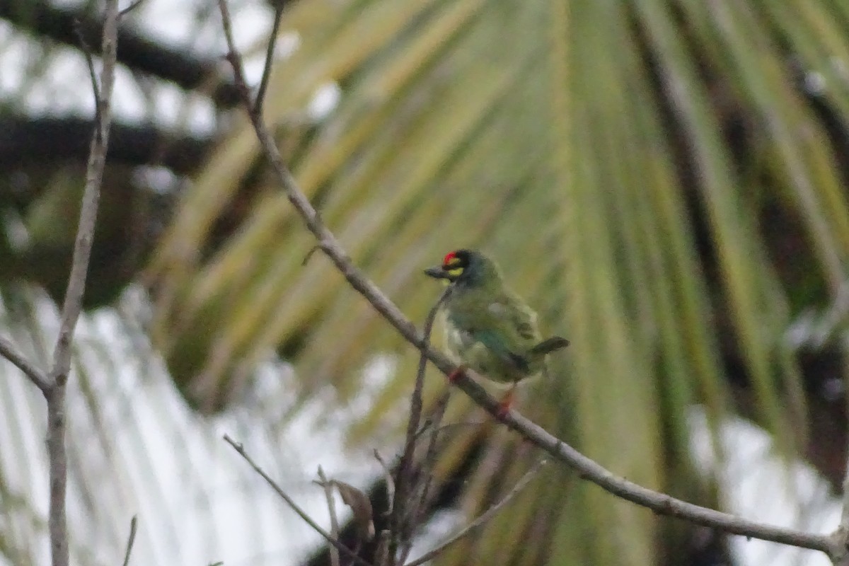 Coppersmith Barbet - ML174309831