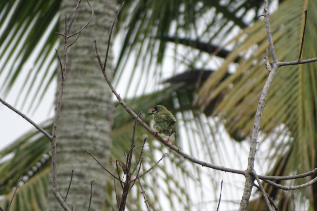 Coppersmith Barbet - ML174309911