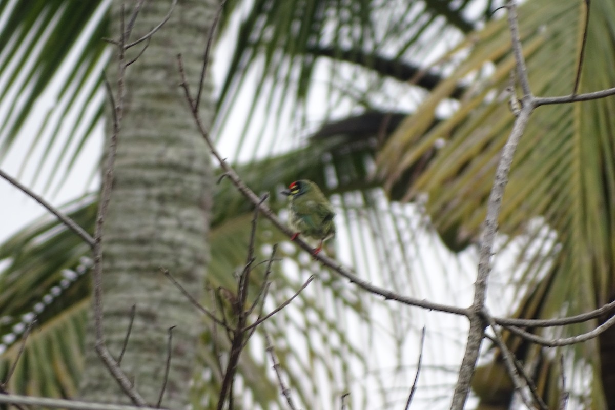 Coppersmith Barbet - ML174309921