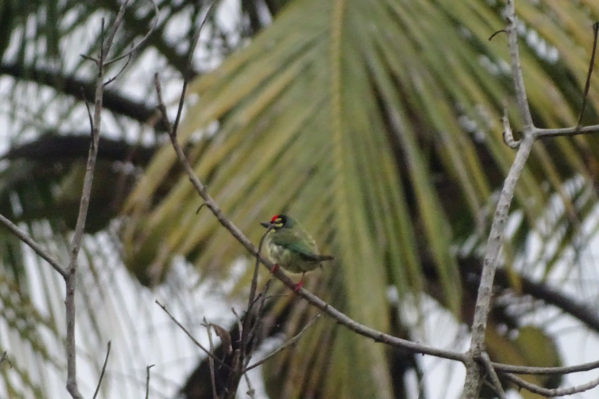 Coppersmith Barbet - ML174309941