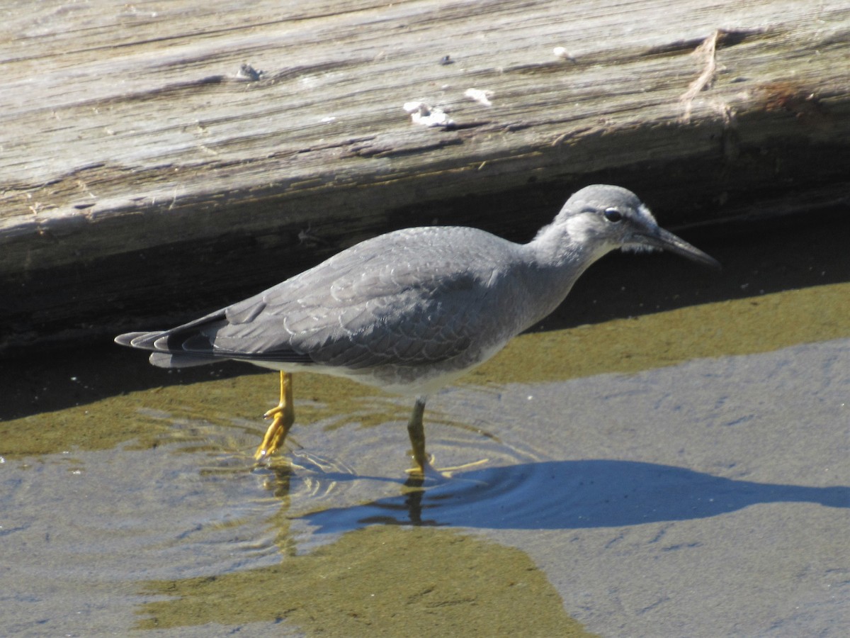 Wandering Tattler - ML174311311