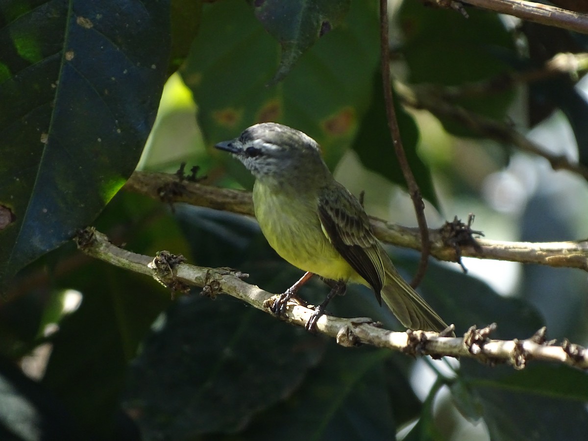 Sooty-headed Tyrannulet - ML174311321