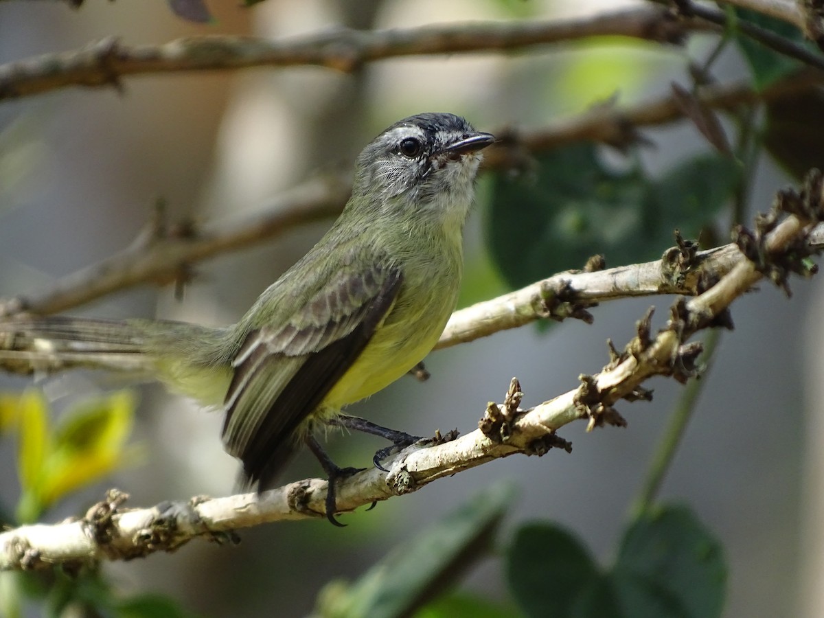 Mosquerito Cabecigrís - ML174311671