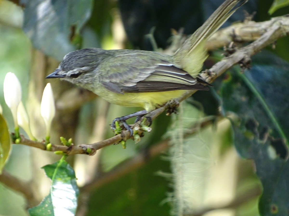 Sooty-headed Tyrannulet - ML174311841