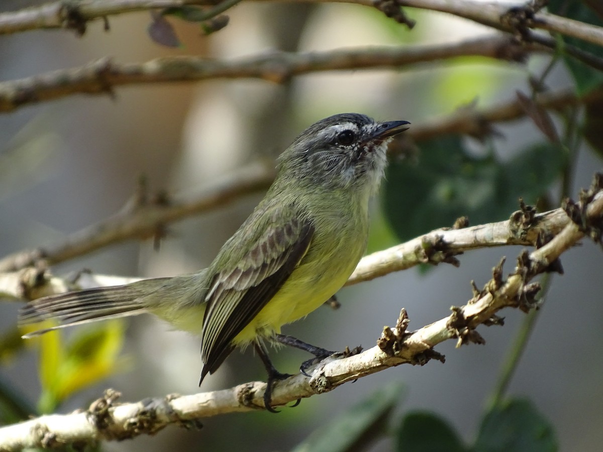 Sooty-headed Tyrannulet - Daniel Lane