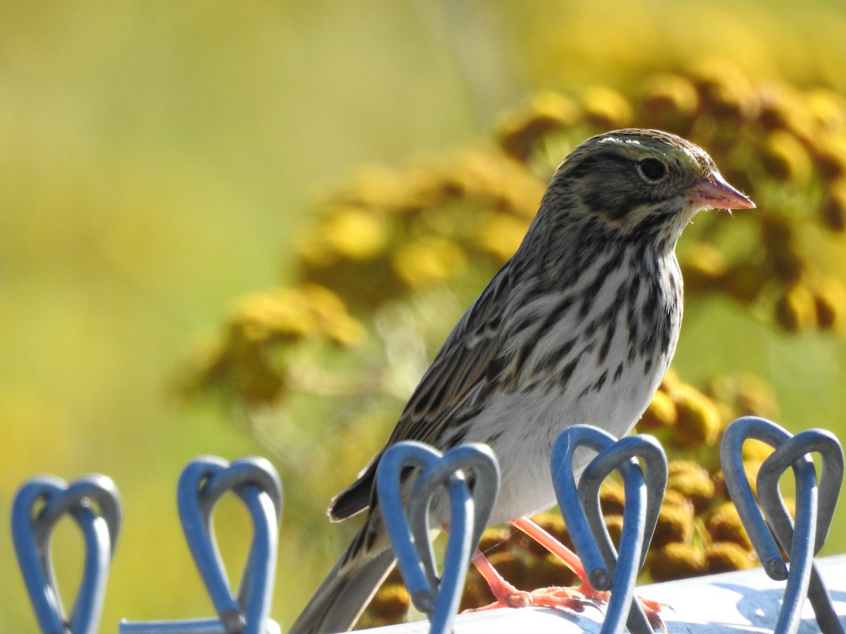 Savannah Sparrow - ML174313491