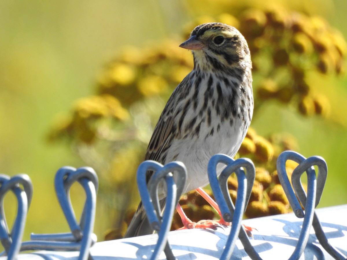 Savannah Sparrow - ML174313511