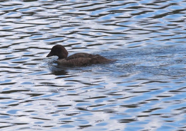 Barrow's Goldeneye - ML174313581