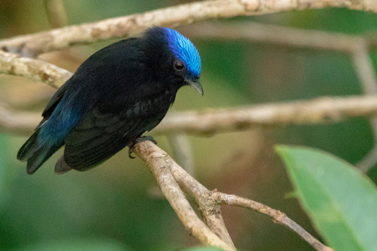 Blue-capped Manakin - Phil Kahler