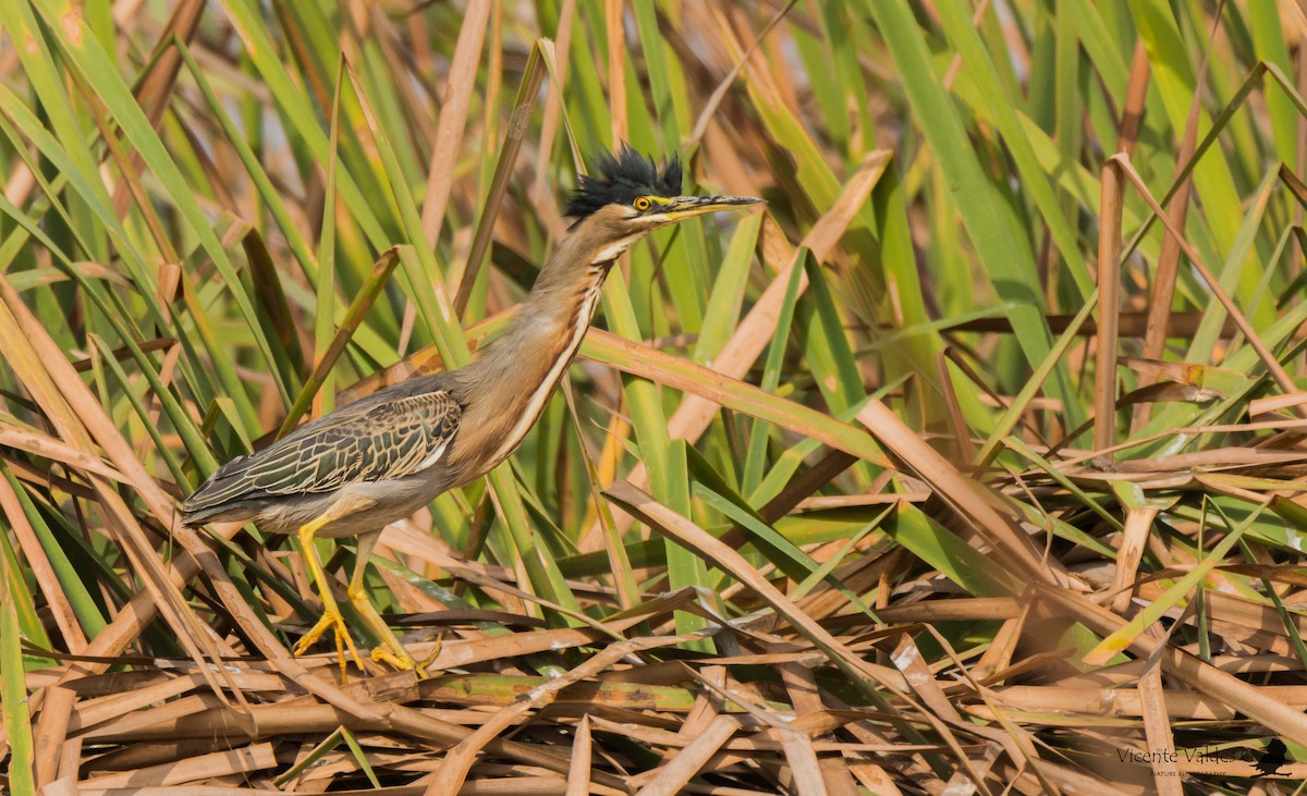 Striated Heron - Vicente Matias  Valdes Guzman