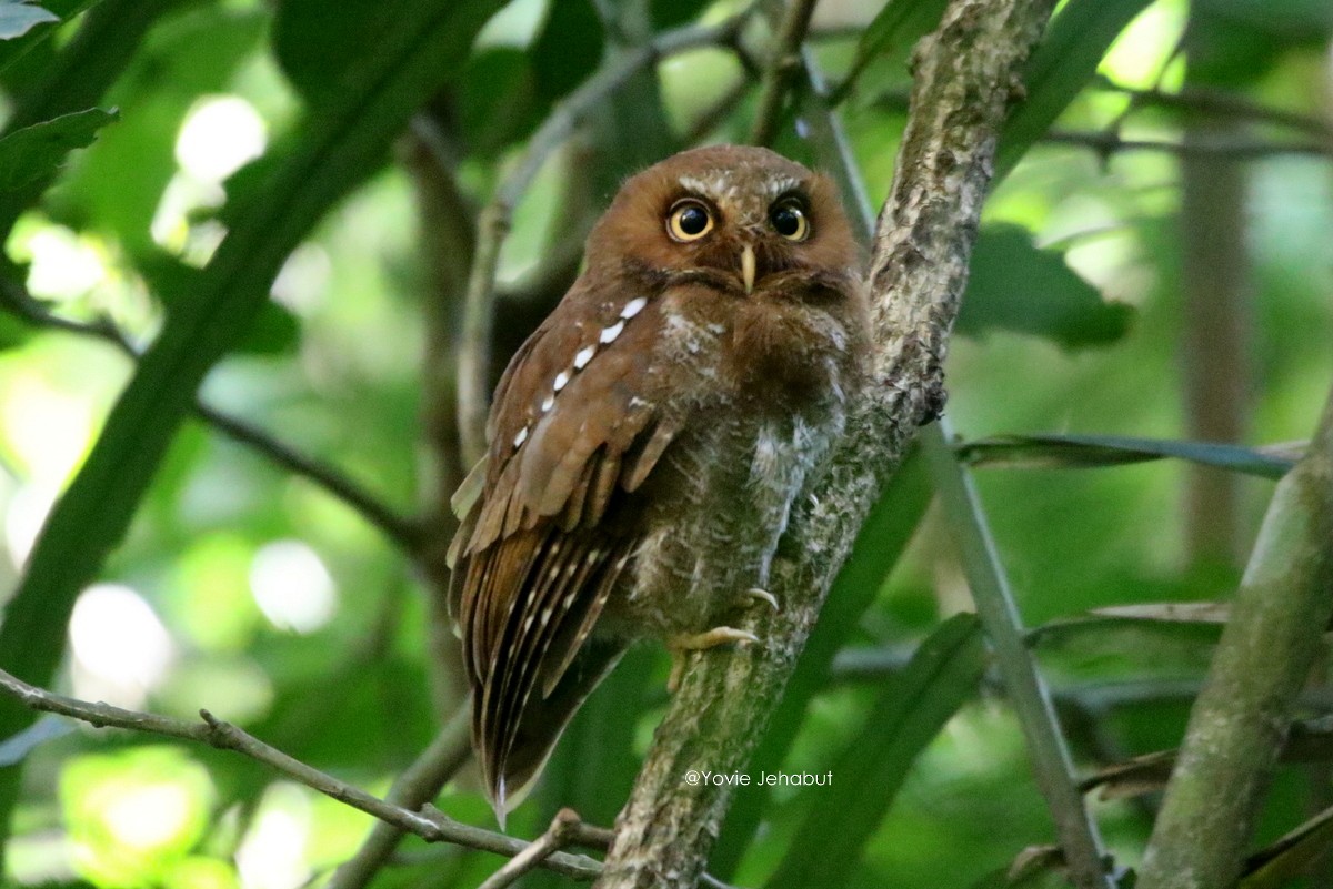 Flores Scops-Owl - Yovie Jehabut