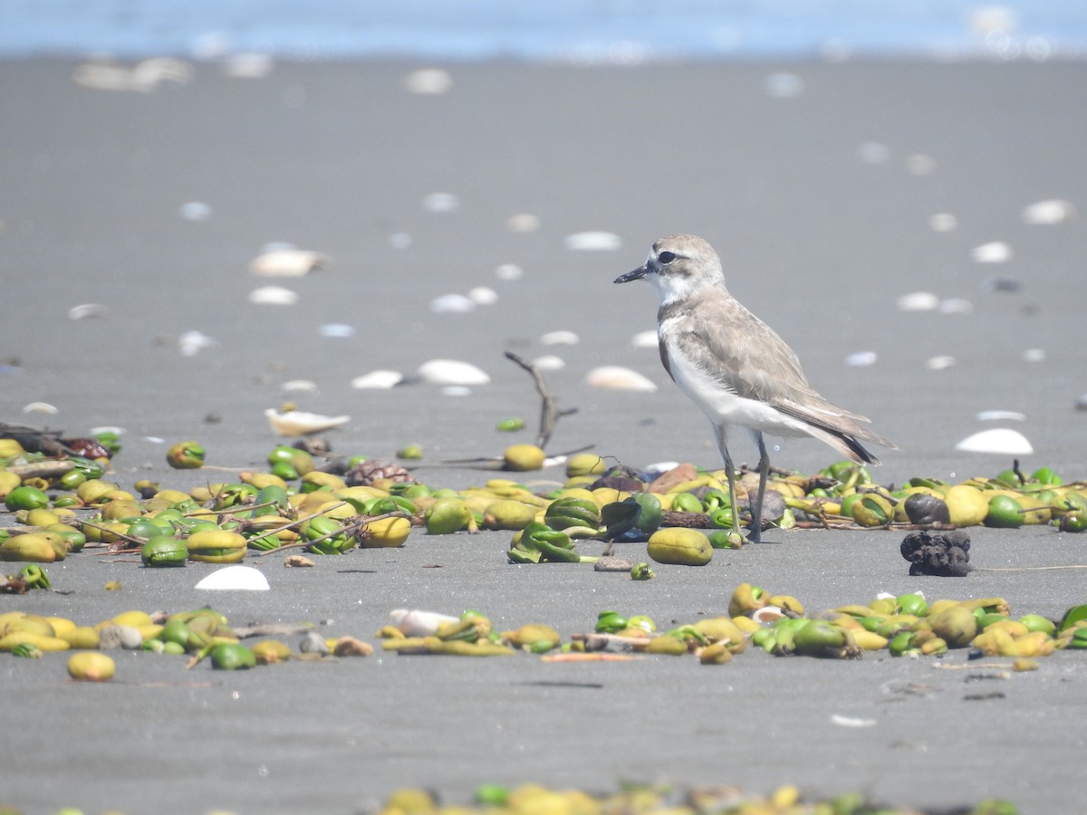 Double-banded Plover - ML174315361