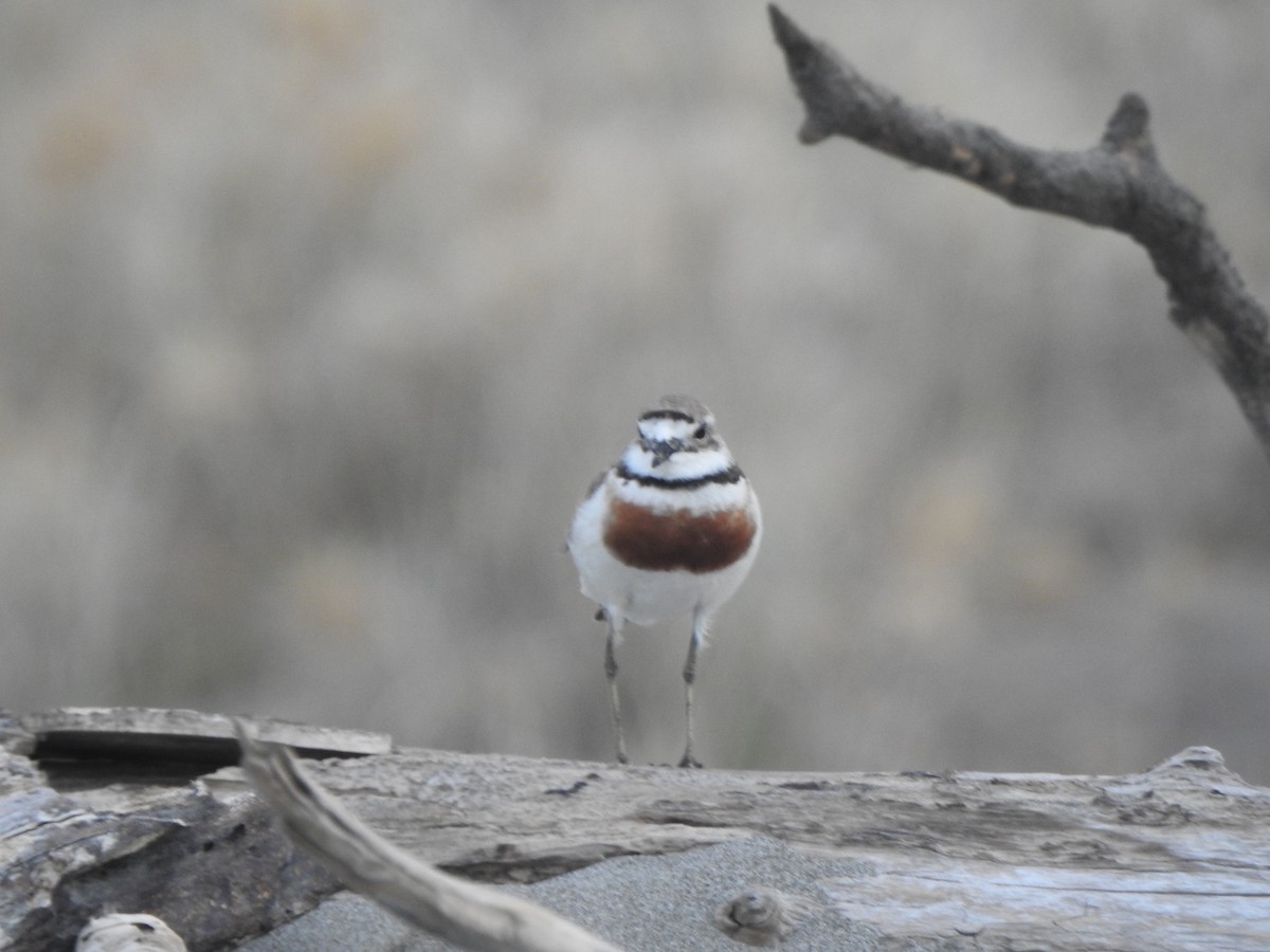 Double-banded Plover - ML174315521