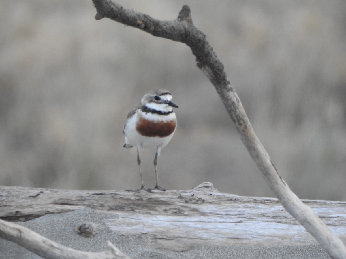 Double-banded Plover - ML174315531