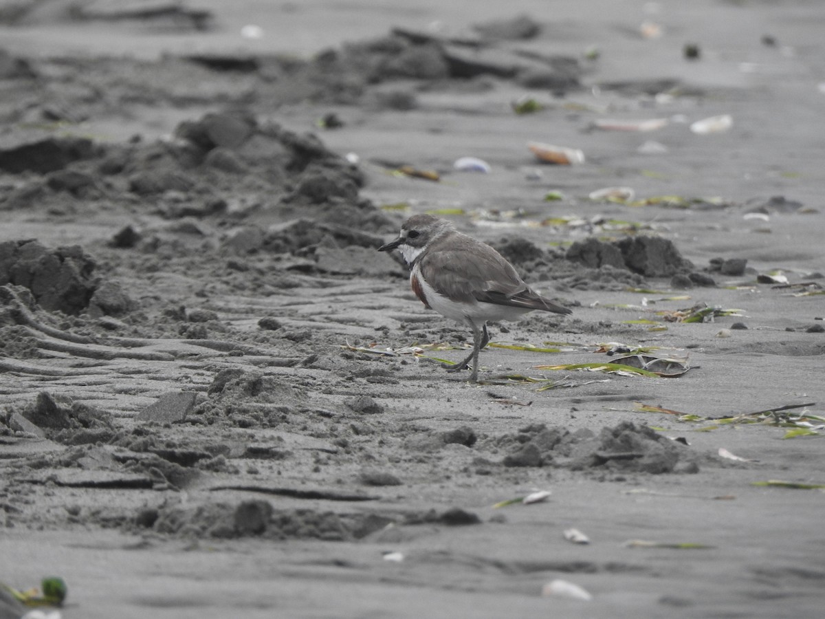 Double-banded Plover - ML174315541