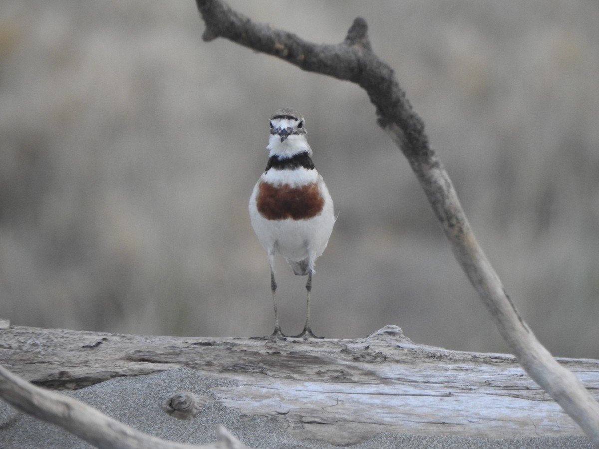 Double-banded Plover - ML174315551