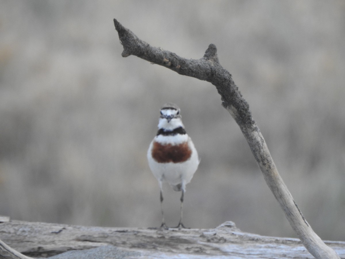 Double-banded Plover - ML174315561