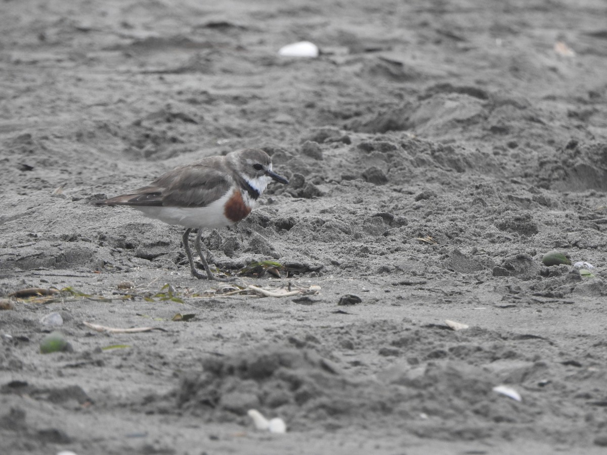 Double-banded Plover - ML174315571