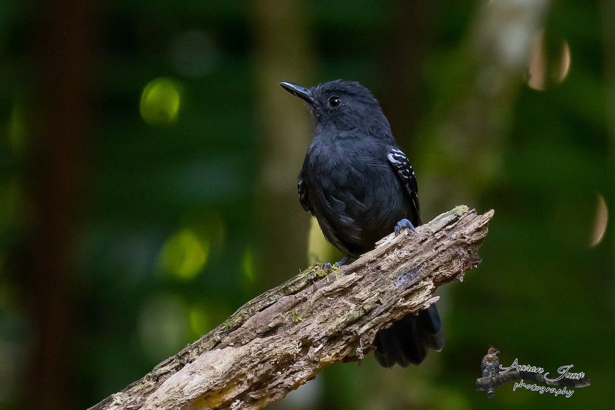 Dusky Antbird - ML174315601