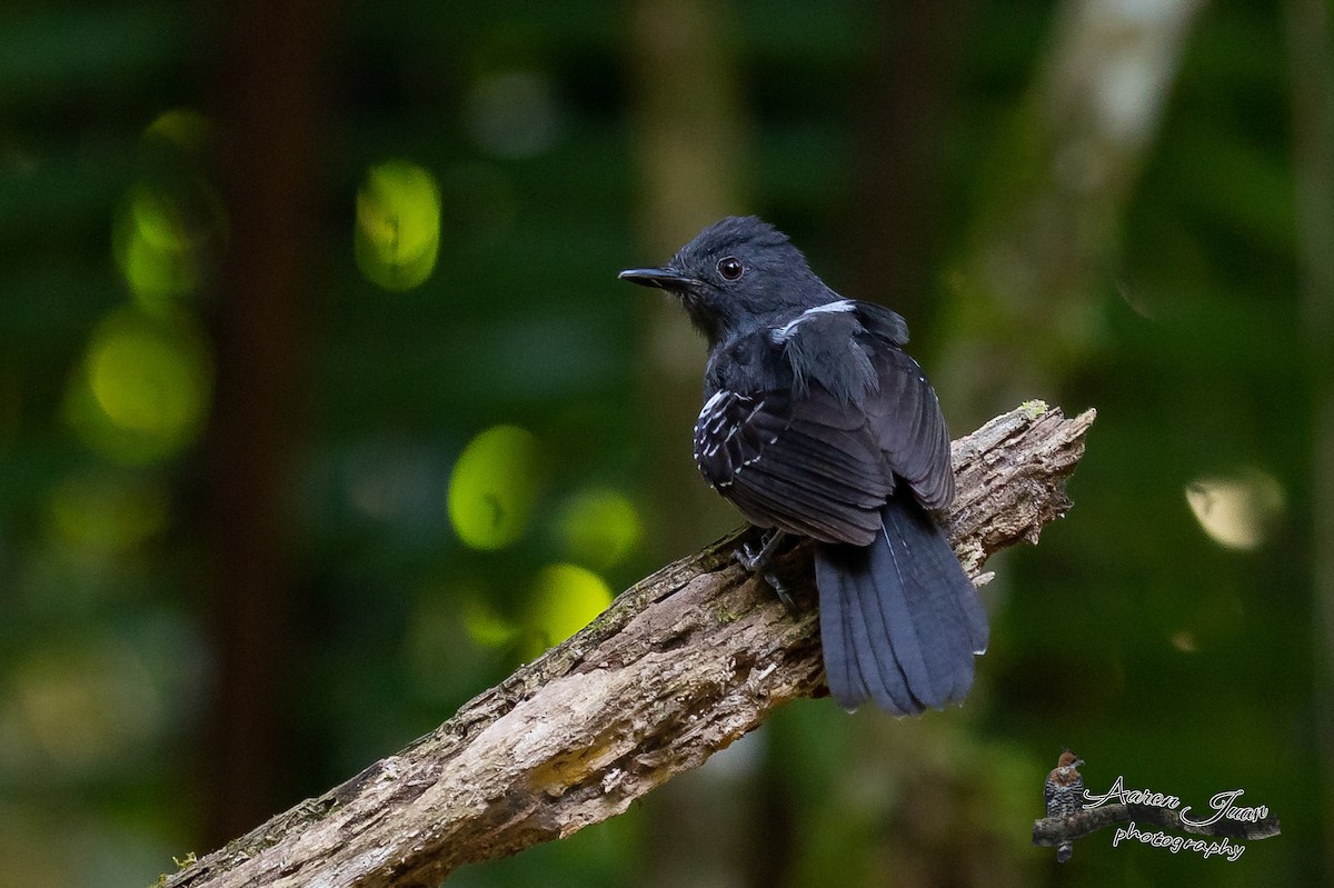 Dusky Antbird - ML174315641