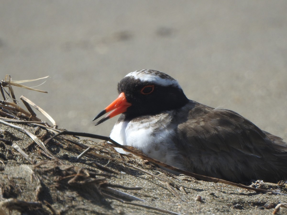 Shore Plover - ML174315711