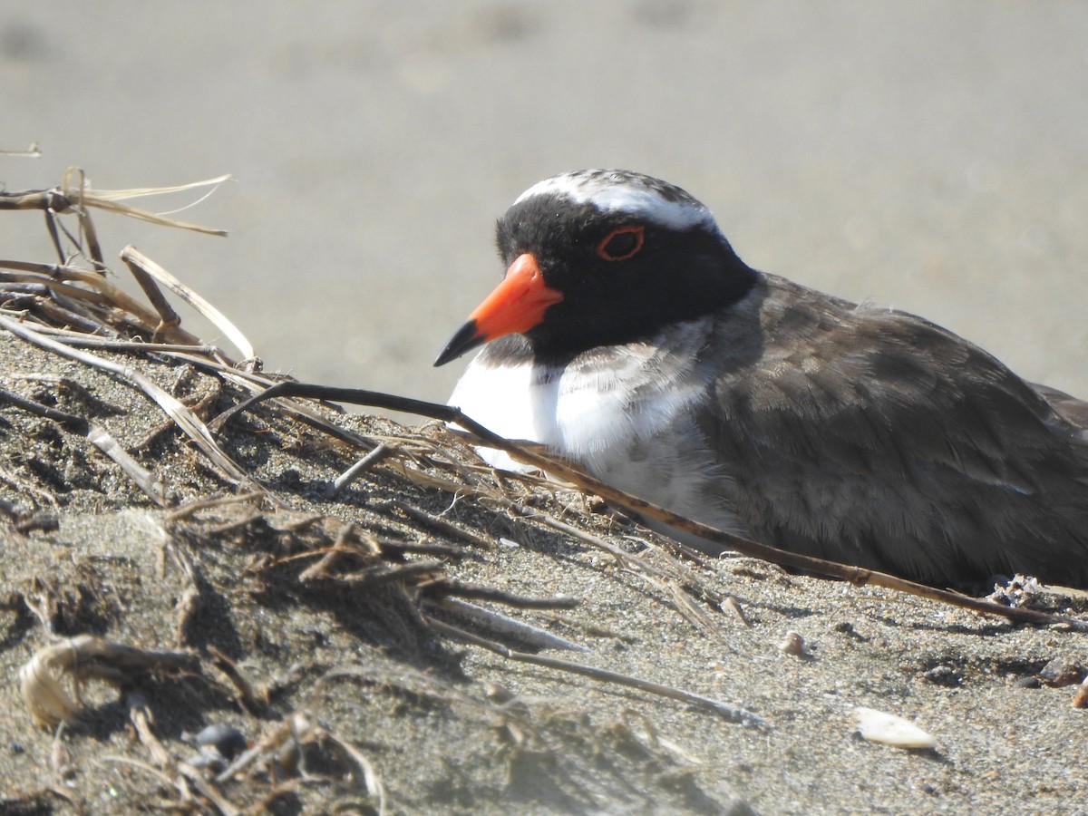 Shore Plover - ML174315721