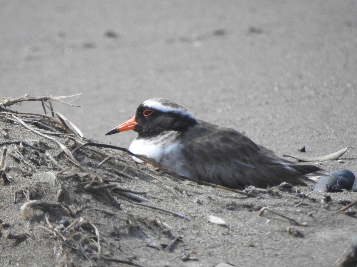 Shore Plover - ML174315731