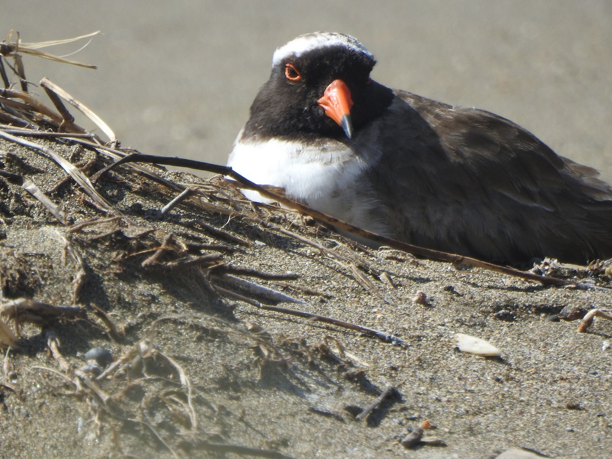Shore Plover - ML174315741