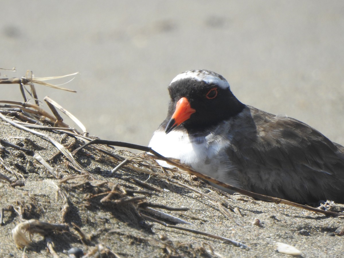 Shore Plover - ML174315751