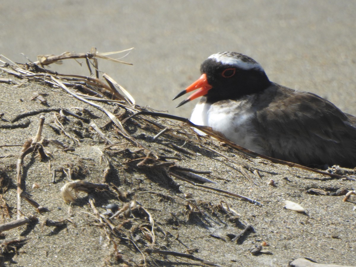Shore Plover - ML174315761