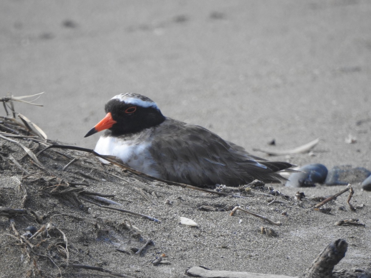 Shore Plover - ML174315771