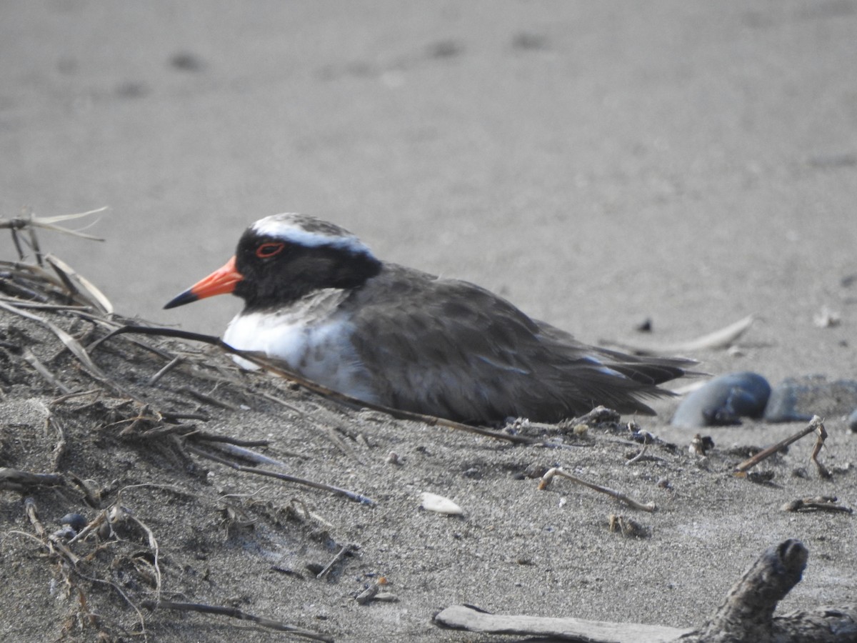 Shore Plover - ML174315781
