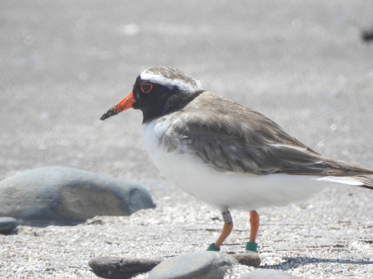 Shore Plover - ML174315891