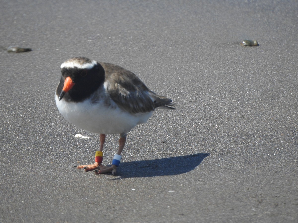 Shore Plover - ML174316271