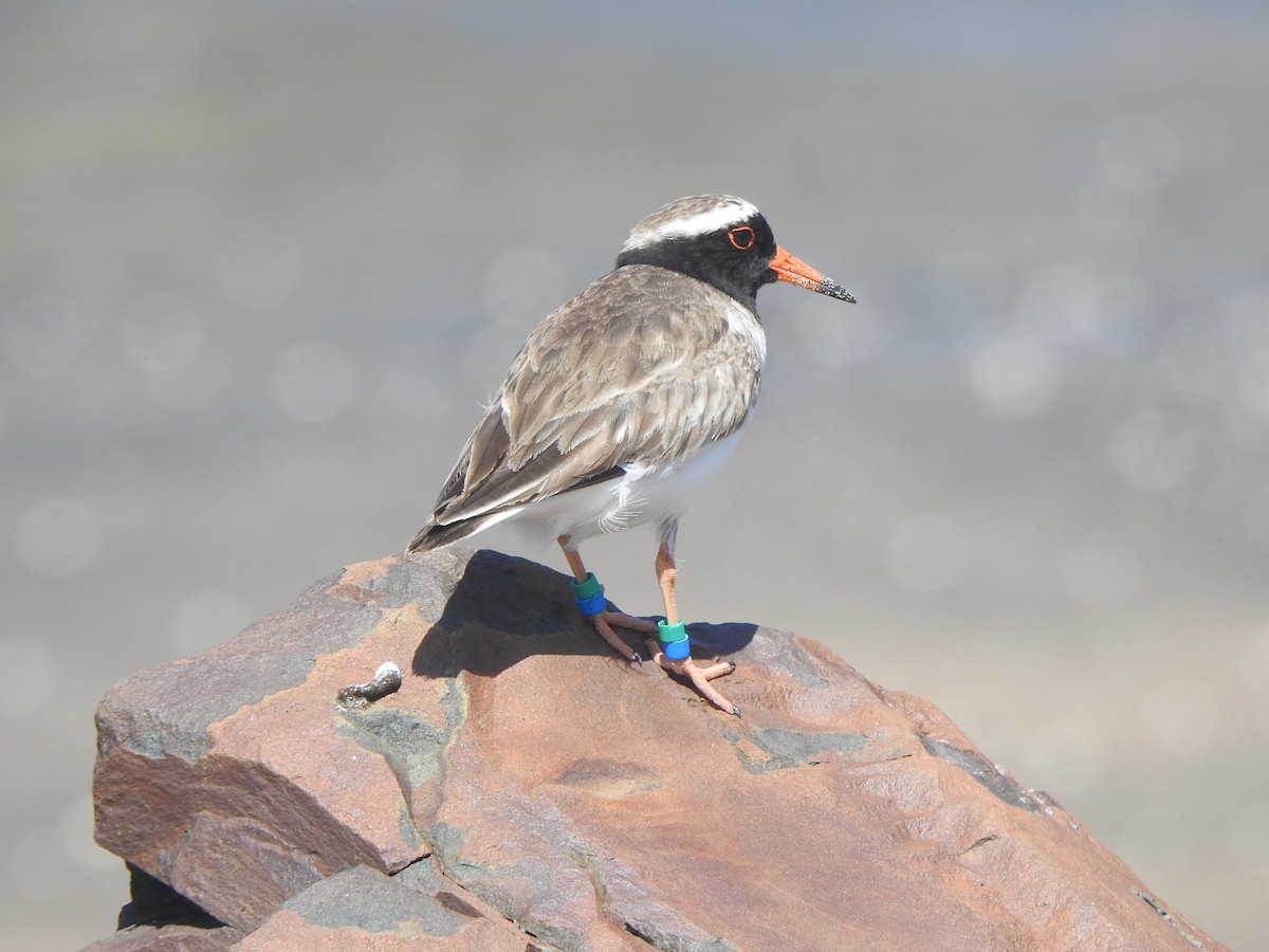 Shore Plover - ML174316291