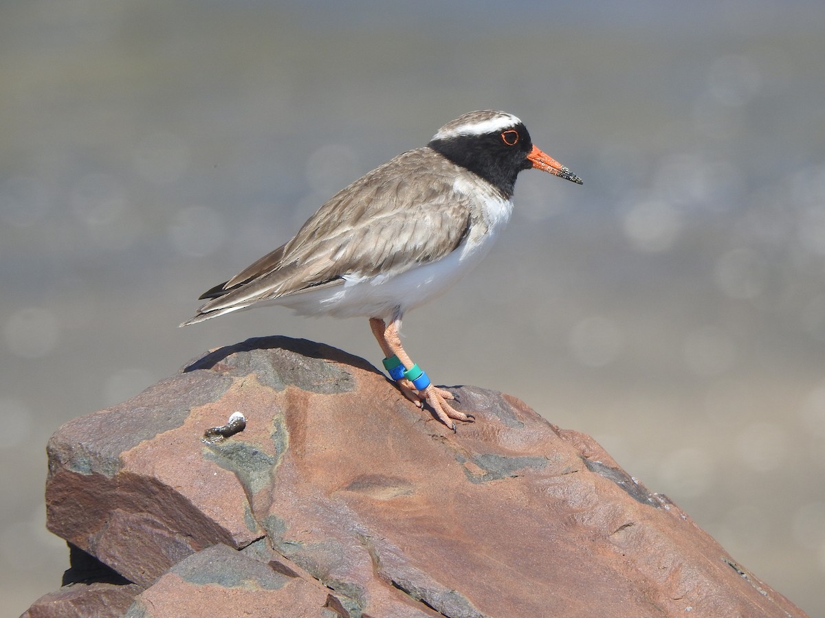 Shore Plover - ML174316301