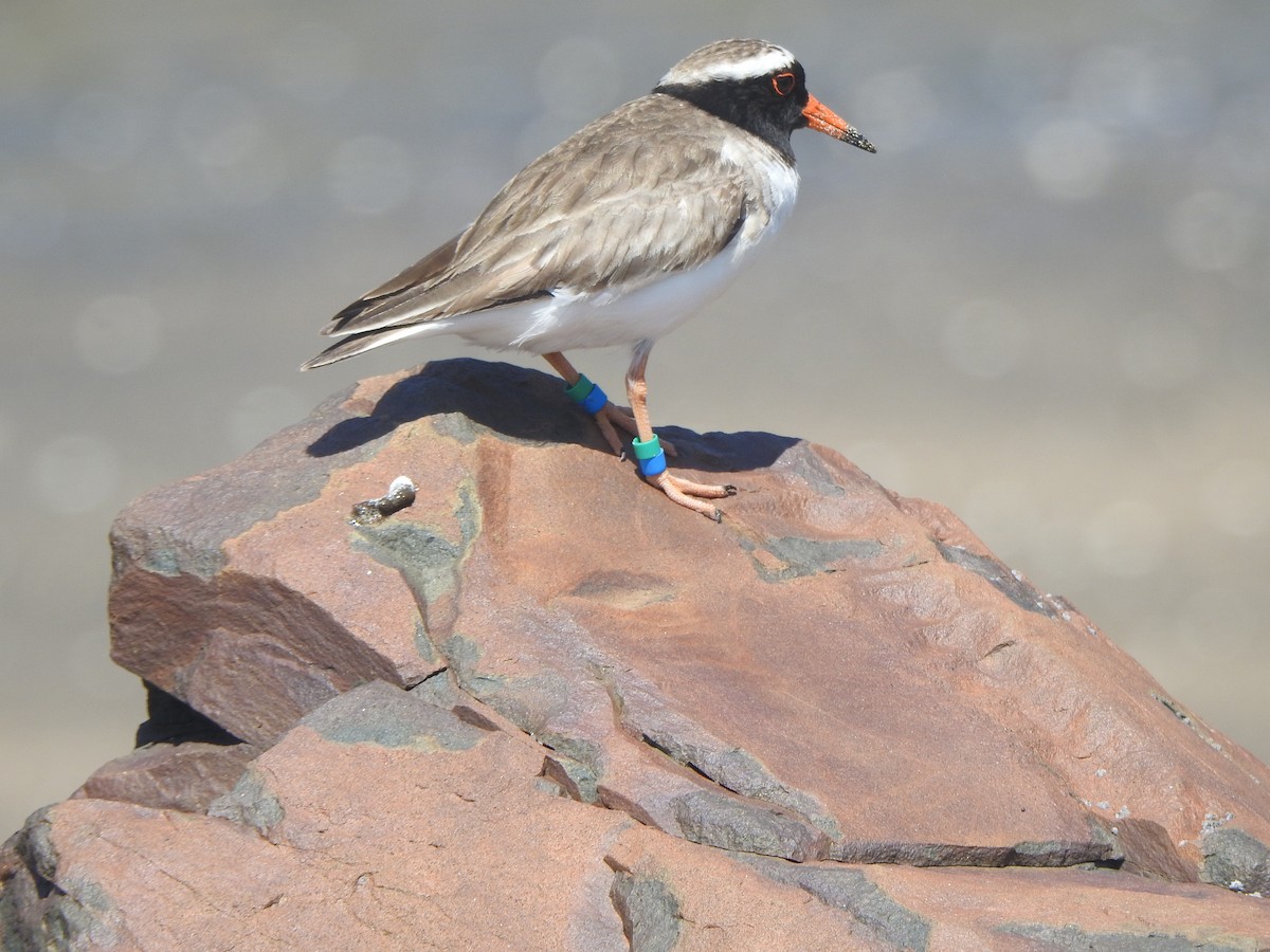 Shore Plover - ML174316311