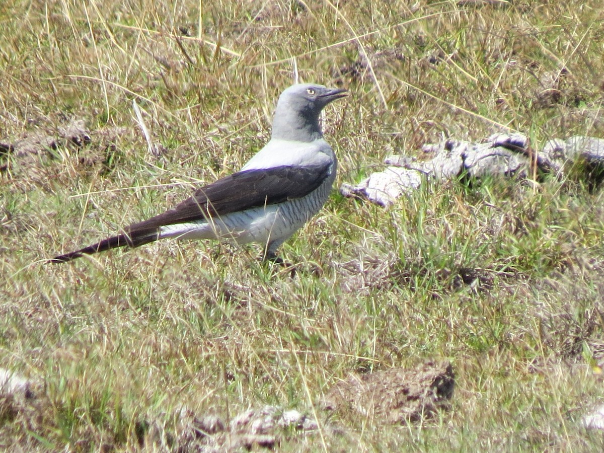 Ground Cuckooshrike - ML174316391