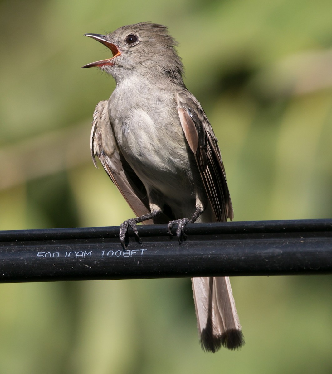 Caribbean Elaenia - ML174316471