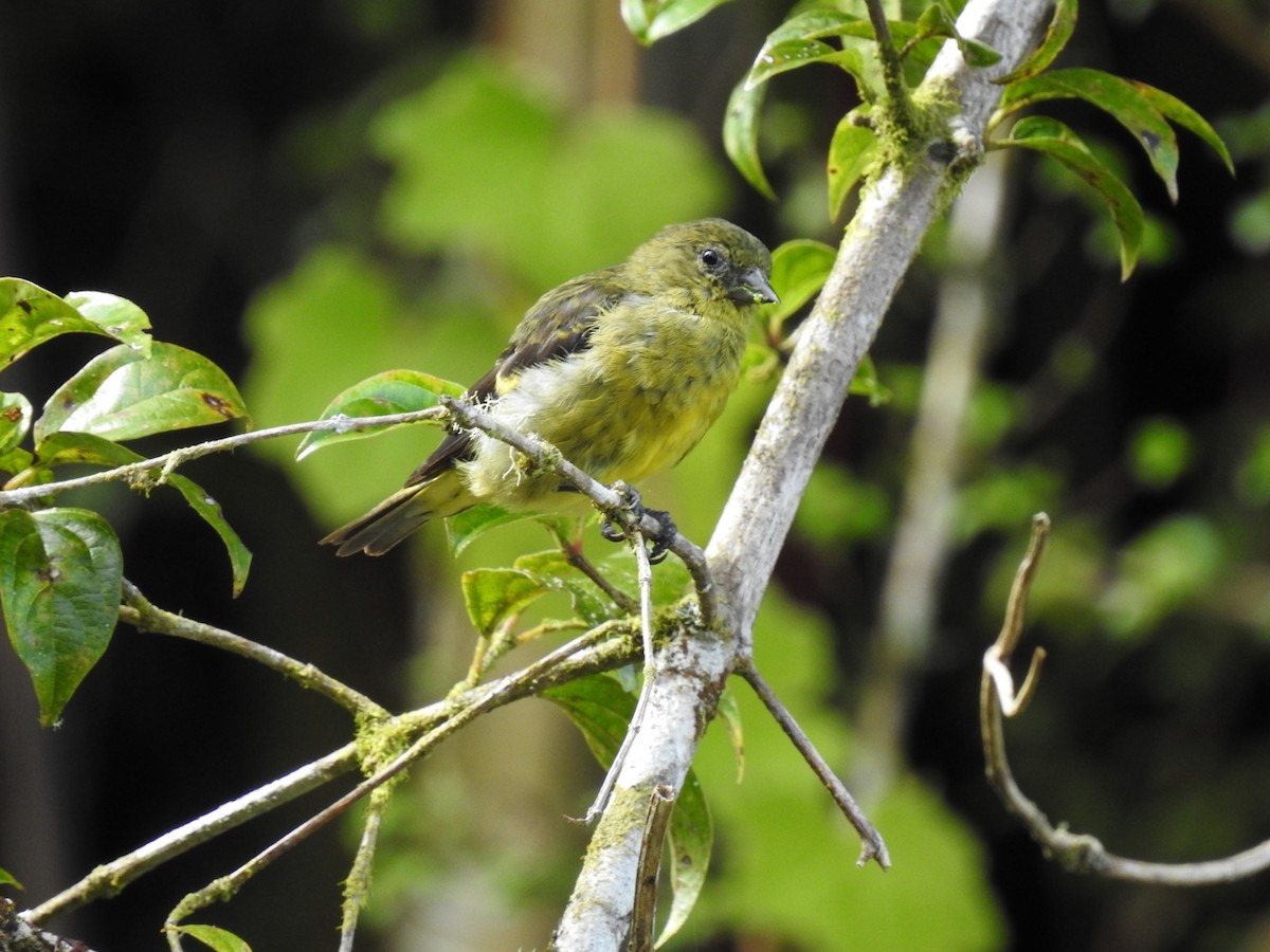 Yellow-bellied Siskin - ML174316481