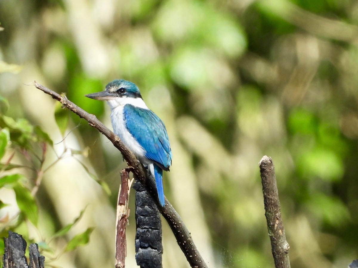 Collared Kingfisher - GARY DOUGLAS