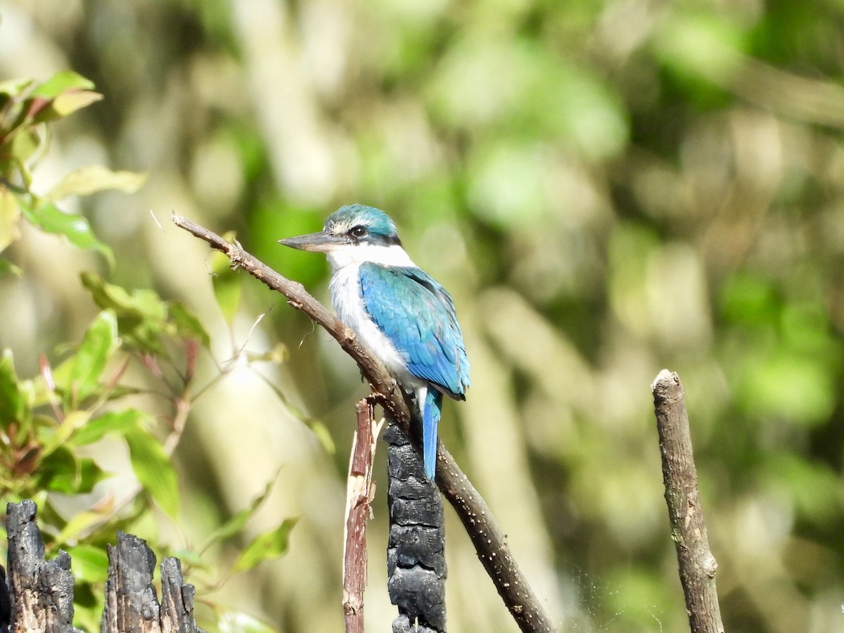 Collared Kingfisher - GARY DOUGLAS