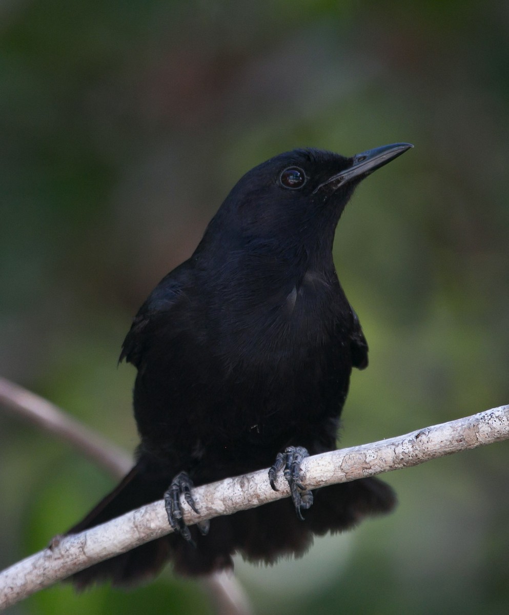 Black Catbird - ML174316801