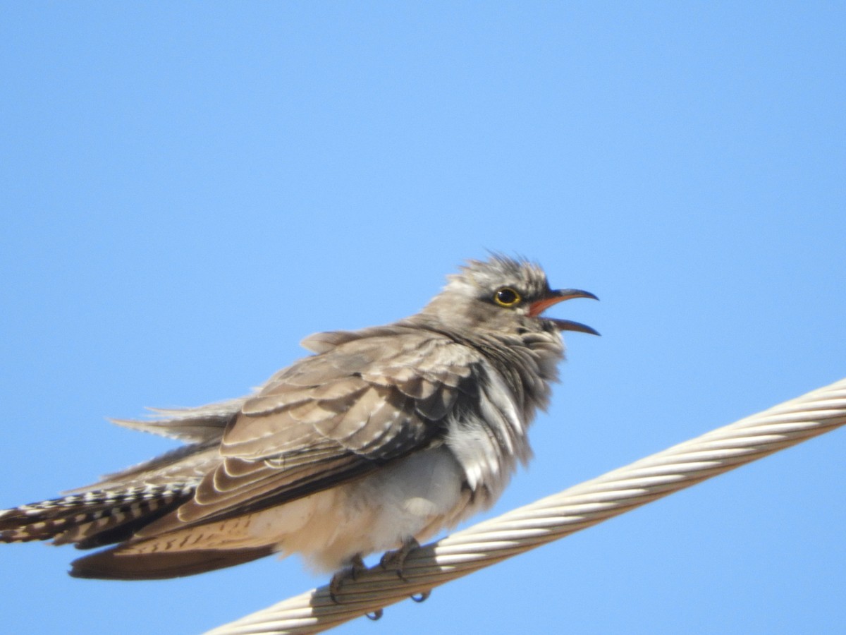 Pallid Cuckoo - ML174316831