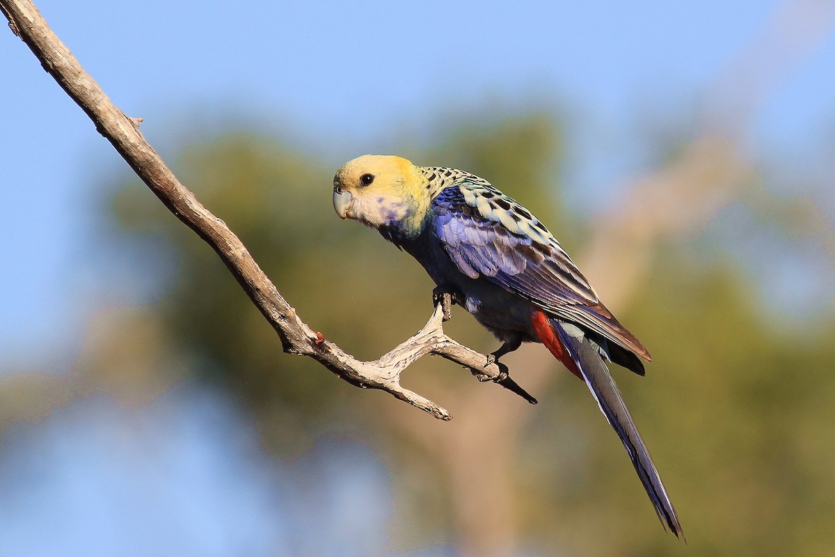 Pale-headed Rosella - ML174316911