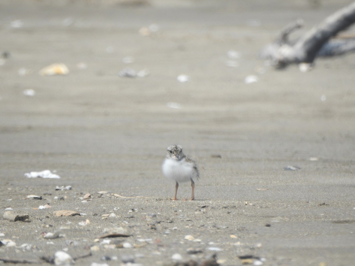 Shore Plover - ML174318091