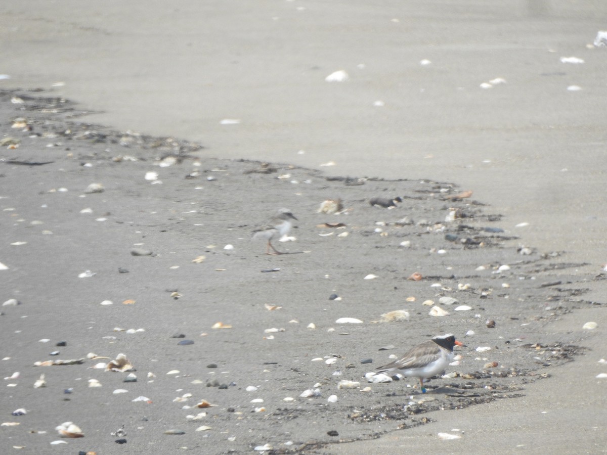 Shore Plover - ML174318101