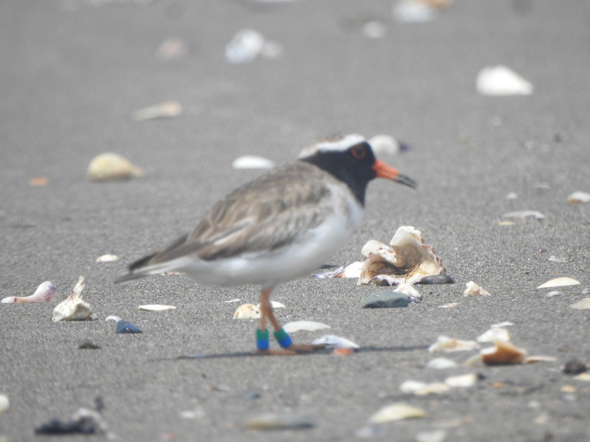 Shore Plover - ML174318121