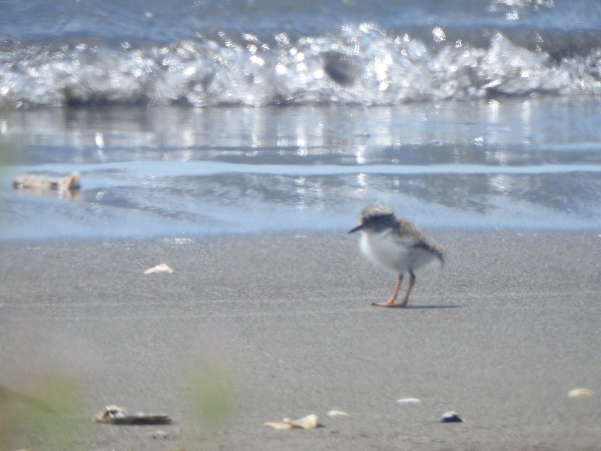 Shore Plover - ML174318131